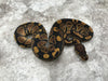 Het Black Axanthic