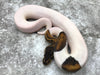 Mahogany Pied