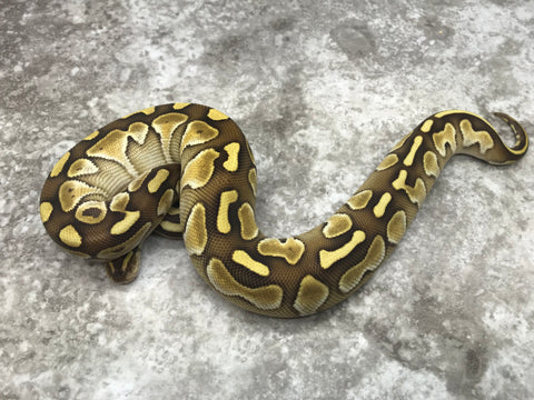 Lesser Vanilla Het TSK Axanthic