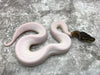 Mahogany Pied