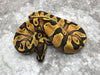 Asphalt Enchi Orange Dream