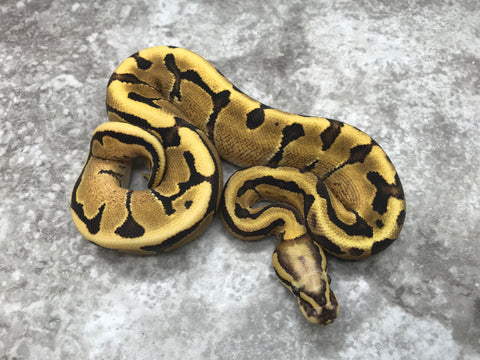 Super Vanilla Orange Dream