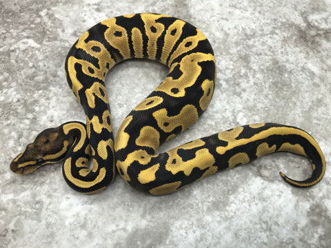 Leopard Desert Ghost