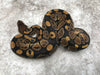 Het Black Axanthic