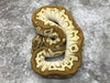 Spotnose Lesser Clown