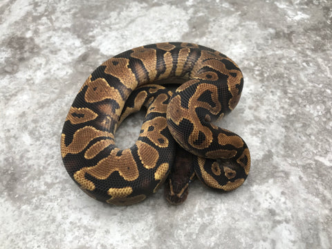 Yellow Belly Het Desert Ghost