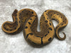 Leopard Pinstripe Yellow Belly Het Desert Ghost