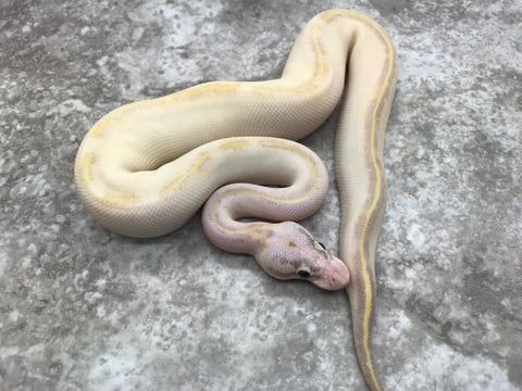 Pastel Ivory het Desert Ghost