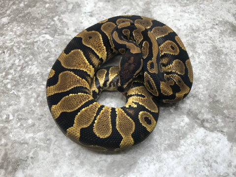 Asphalt Het Desert Ghost