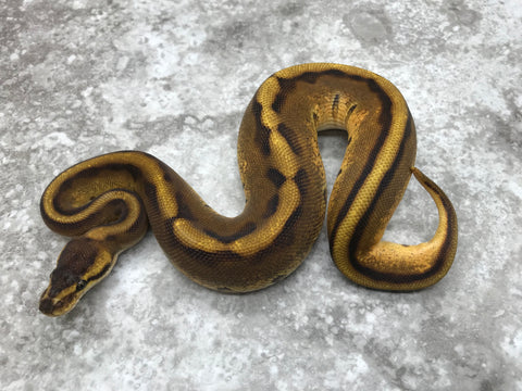 Enchi Genetic Stripe pos Het Hypo