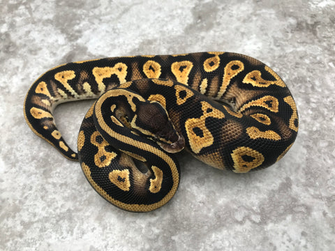 Blackhead Pastel Yellow Belly Het Desert Ghost