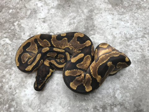 Enchi Asphalt Het Pied