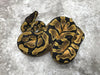 Enchi Asphalt Het Pied