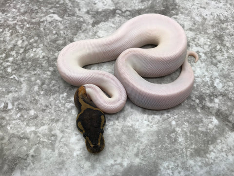 Mahogany Pied