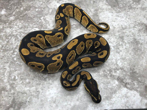 Blackhead Spider Het Lavender