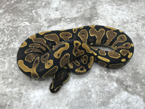 Asphalt Het Pied pos Het Lavender