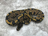 Asphalt Het Pied pos Het Lavender