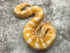 Blade Lavender Het Clown Het Pied
