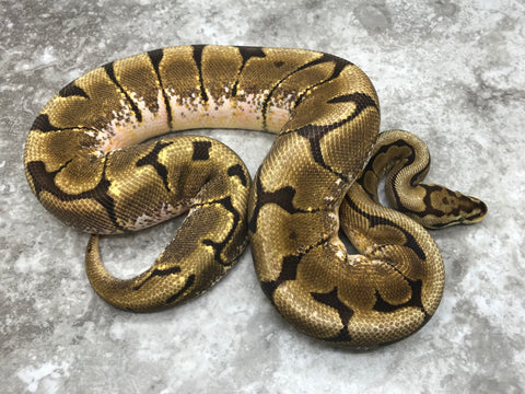 Spider Vanilla Het TSK Axanthic