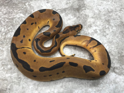 Super Blade Clown Het Lavender 50% pos Het Pied