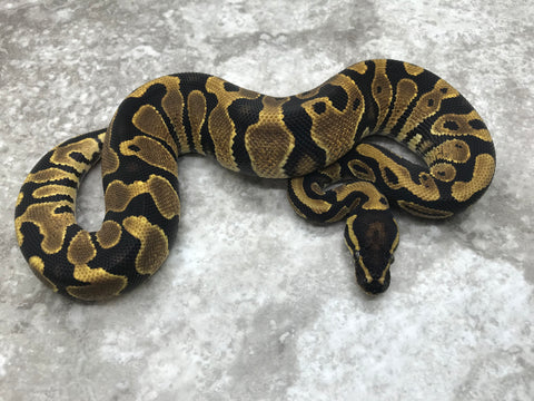 Asphalt Het Pied pos Het Lavender