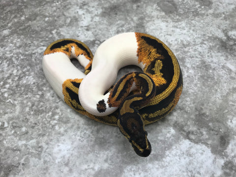 Yellow Belly Pied
