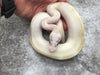 Pastel Ivory het Desert Ghost