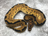 Blade Clown Het Lavender
