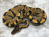 Asphalt Blade Het Clown Het Lavender