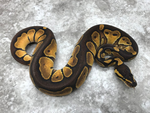 Blackhead Enchi Het Genetic Stripe pos Het Hypo