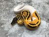 Orange Dream Yellow Belly Pastel Pied
