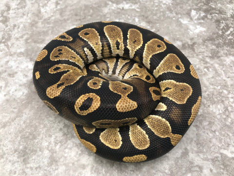 Blackhead Het Clown Het Pied Het Lavender