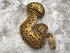 Pastel Clown Het Hypo