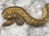 Hypo Clown
