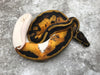 Pied Het Ultramel