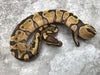 Enchi Vanilla Het TSK Axanthic