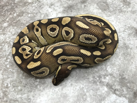 Mojave Het Ultramel Het Pied