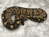 Blackhead Asphalt Het Desert Ghost