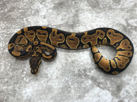Het Black Axanthic