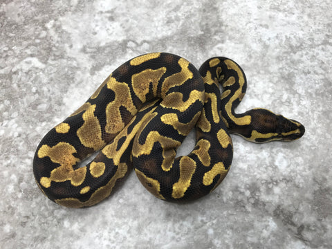 Enchi Asphalt Het Pied