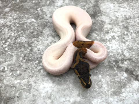 Mahogany Pied