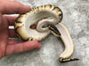 Blackhead Pastel Yellow Belly Het Desert Ghost