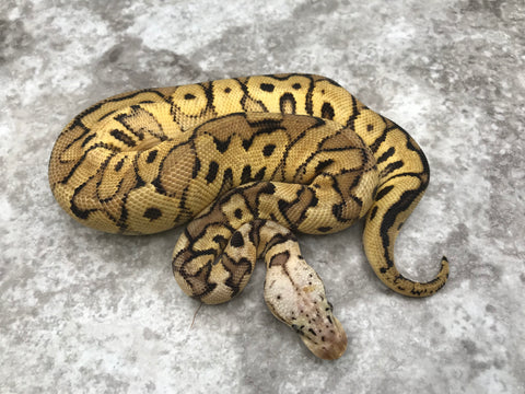 Pastel Spotnose Clown Het Hypo