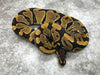 Asphalt Blade Het Clown Het Lavender