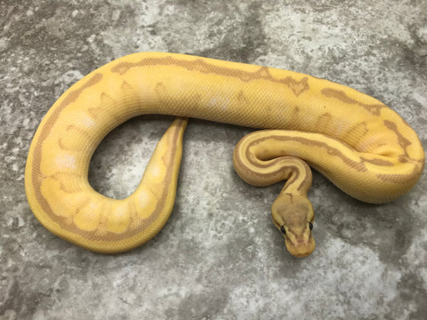 Pastel Coral Glow Genetic Stripe poss het Hypo