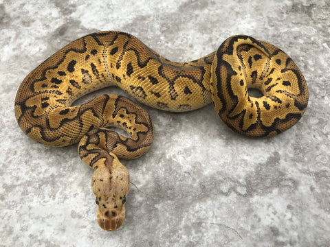 Pastel Clown Het Hypo