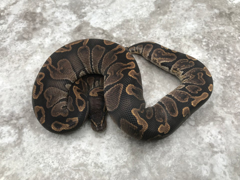 GHI Het Desert Ghost