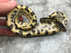 Leopard Yellow Belly Het Desert Ghost