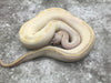 Pastel Ivory het Desert Ghost