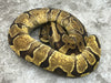 Enchi Vanilla Het TSK Axanthic